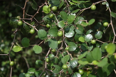 Ziziphus mauritiana var. mauritiana